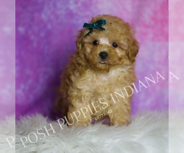 Medium Photo #7 Maltipoo (Toy) Puppy For Sale in WARSAW, IN, USA