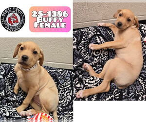 American Pit Bull Terrier-Unknown Mix Dogs for adoption in Georgetown, KY, USA