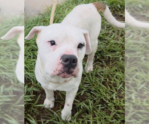 Medium Photo #1 American Bulldog Puppy For Sale in Fort Lauderdale, FL, USA