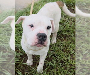 American Bulldog Dogs for adoption in Fort Lauderdale, FL, USA