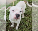 Small American Bulldog