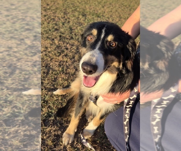 Medium Photo #9 Miniature Australian Shepherd Puppy For Sale in WILLS POINT, TX, USA