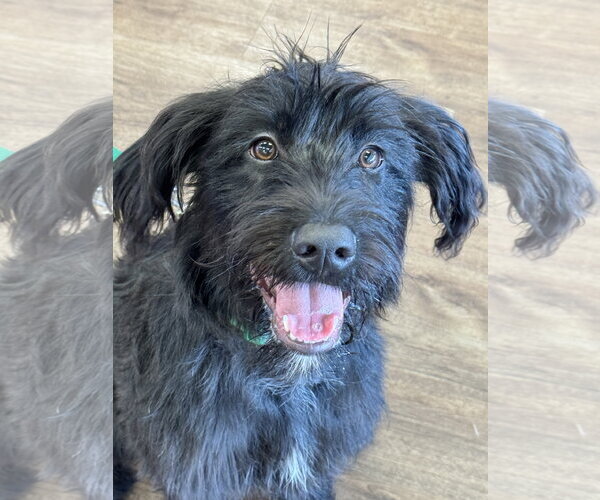 Medium Photo #7 Mutt Puppy For Sale in Fort Worth, TX, USA