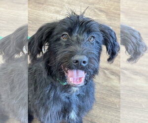 Jesse - Male Mutt Dog for Adoption - Photo #7