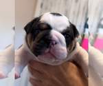 Puppy 2 English Bulldog