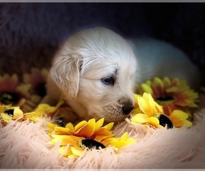 English Cream Golden Retriever Puppy for sale in RAMONA, CA, USA