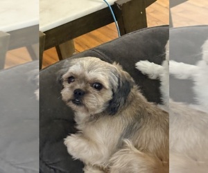 Father of the Shih Tzu puppies born on 02/02/2026