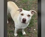 Small Labrador Retriever Mix