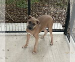 Lily - Female Mutt Dog for Adoption - Small photo