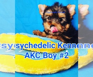 Yorkshire Terrier Puppy for sale in DECATUR, GA, USA