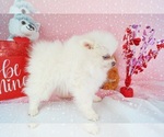 Small Photo #1 Pomeranian Puppy For Sale in DAWSONVILLE, GA, USA
