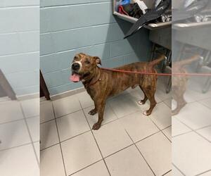 American Pit Bull Terrier Dogs for adoption in Corpus Christi, TX, USA