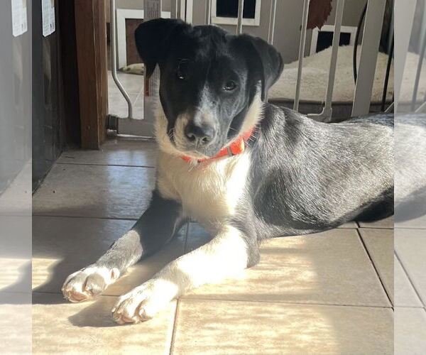 Medium Photo #4 Collie-Unknown Mix Puppy For Sale in Mount Laurel, NJ, USA