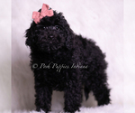 Small Photo #42 Goldendoodle (Miniature) Puppy For Sale in WARSAW, IN, USA