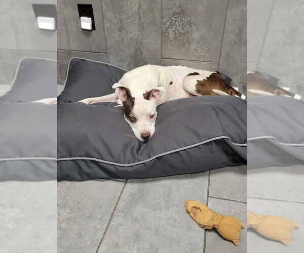 Medium Photo #8 Boxer-Unknown Mix Puppy For Sale in New York, NY, USA