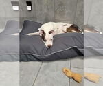 Small #7 Boxer Mix