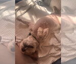 Small #4 Lhasa Apso