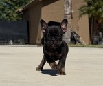 Small #7 French Bulldog