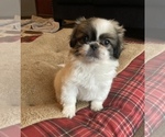 Small Photo #4 Pekingese Puppy For Sale in BRIGHTON, MO, USA