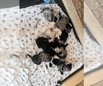 Small Photo #2 Sheepadoodle Puppy For Sale in MONCLOVA, OH, USA