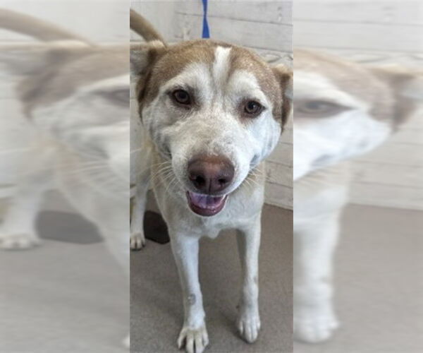 Medium Photo #1 Siberian Husky Puppy For Sale in San Bernardino, CA, USA