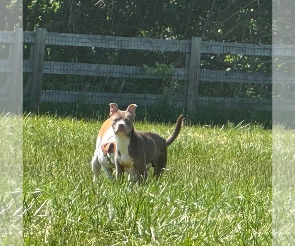 Medium Photo #2 Mutt Puppy For Sale in Germantown, OH, USA