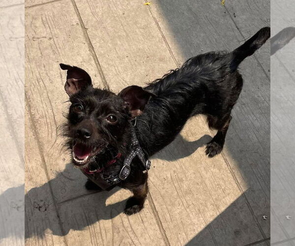 Medium Photo #2 Chihuahua-Unknown Mix Puppy For Sale in Rochester, NY, USA