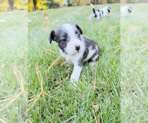 Medium Photo #10 Boston Terrier-Jack Russell Terrier Mix Puppy For Sale in LONDONDERRY, NH, USA
