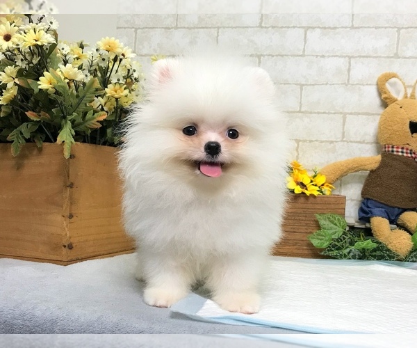 Medium Photo #7 Pomeranian Puppy For Sale in MANHATTAN, NY, USA