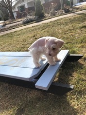 Schnauzer (Miniature) Puppy for sale in LOGAN, UT, USA