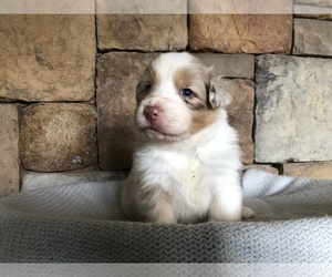 Australian Shepherd Puppy for Sale in KODAK, Tennessee USA