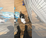 Small Bullboxer Pit
