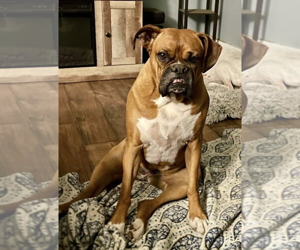 Medium Photo #4 Boxer Puppy For Sale in Stanwood, WA, USA