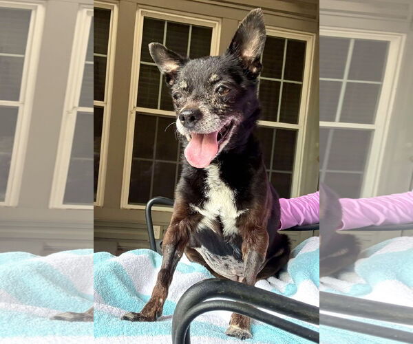 Medium Photo #10 Chihuahua Puppy For Sale in Boonton, NJ, USA