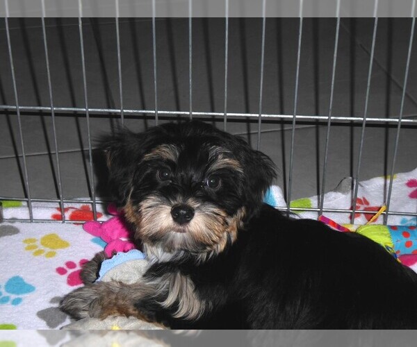 Medium Photo #10 Havashire Puppy For Sale in ORO VALLEY, AZ, USA