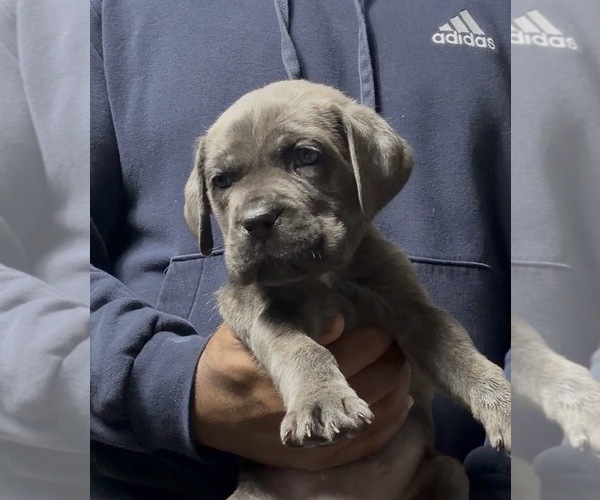Medium Photo #5 Cane Corso Puppy For Sale in MOUNT MORRIS, MI, USA
