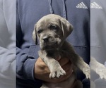 Puppy Beadie Cane Corso