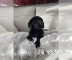 Puppy Puppy 2 Labrador Retriever