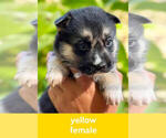 Puppy Yellow German Shepherd Dog-Siberian Husky Mix