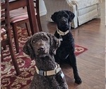 Small #1 Goldendoodle
