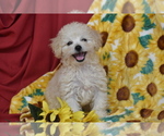 Small #3 Bichpoo