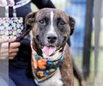 Small American Staffordshire Terrier Mix