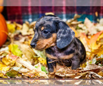 Small Photo #27 Dachshund Puppy For Sale in WAKARUSA, IN, USA