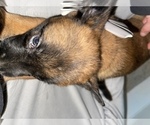 Small Photo #159 Belgian Malinois Puppy For Sale in REESEVILLE, WI, USA