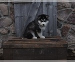 Small #1 Pomsky