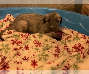 Irish Wolfhound Puppy for sale in BOUCKVILLE, NY, USA
