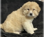 Small #3 Great Pyrenees