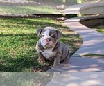 Small Photo #8 English Bulldog Puppy For Sale in RIVERSIDE, CA, USA