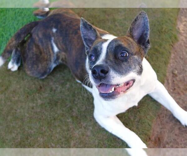 Medium Photo #1 American Bulldog-Unknown Mix Puppy For Sale in Tallahassee, FL, USA