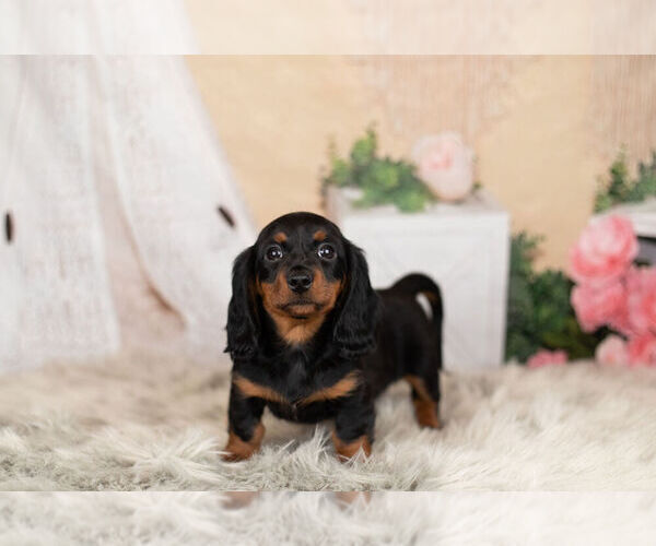 Medium Photo #5 Dachshund Puppy For Sale in WARSAW, IN, USA